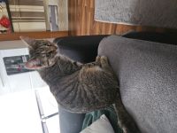 Herzenkatze nala sucht neues Zuhause