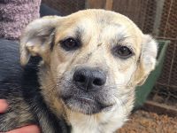 Roxana, 10 monate junge, liebe Hündin sucht liebevolles Zuhause, 45 cm