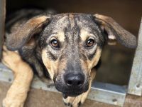 Rio, vorsichtig verschmuster,  offener und sehr sozialer Junghund sucht ganz viel Liebe, 1 J, 50 cm