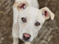 Lucy, menschenbezogener Wirbelwind sucht sportliche, lebenslustige Menschenfreunde, 1,5 J, 45 cm