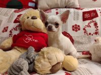 Chihuahua, mini female welpe baby zu verkaufen!