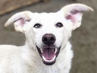 Bianca, neugierige, verspielte, fröhliche, menschenbezogene Junghündin, 1 Jahr, 55 cm