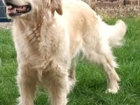 Wurfankündigung Golden Retriever Welpen