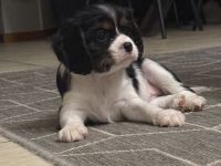 Cavalier King Charls Spaniel