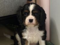 Cavalier King Charls Spaniel