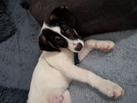 Liebevolles Zuhause gesucht