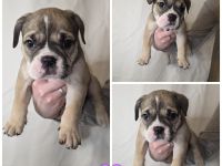 Old English bulldoggen