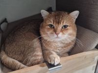 Britisch Kurz haar Katzen kein Verkauf nur Reservierung