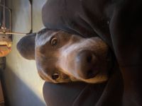 Labrador 31.03.2021, charcoal