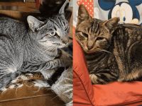 Philipp und Dominik suchen gemeinsam ein neues Zuhause (als Wohnungskatzen)