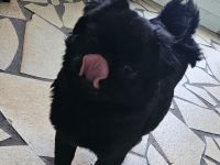 Mops Hündin Fluffy schwarz