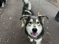 Lebensfroher Enzo sucht Haus mit Garten