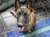 Malinois
