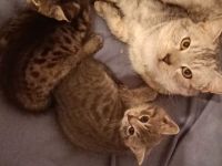 BKH kitten