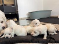 6 kleine Malteser Babys