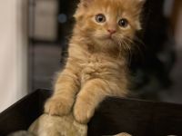 Zuckersüße Maine Coon Kitten, Katzenbabys