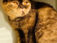 BKH Dame sucht verzweifelt Zuhause
