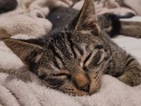 Kitten sucht Zuhause