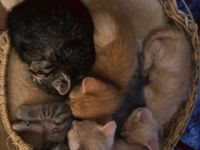 Katzen Kinder suchen Zuhause