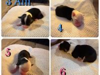 Australian Shepherd Border Colli mix