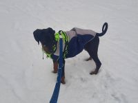 Dobermann Rüden Welpe