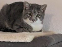 Grummel hübsches Katerchen sucht Zuhause