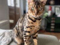 Bengalkater Loki sucht ein liebevolles, aktives Zuhause Bengal