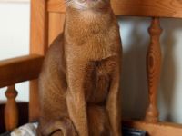 Abessinier Kater, reinrassig