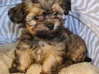 Süßer Havaneser Welpe Rüde sucht Kuschelkörbchen