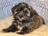 Süßer Havaneser Welpe Rüde sucht Kuschelkörbchen