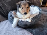 Darling Ivy, sehr lieb und verkuschelt!