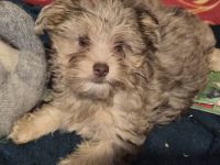 Yorkshire Terrier Welpe zu verkaufen