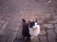 Katze und Kater zu vergeben