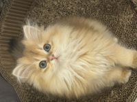 Reinrassige BKH Kitten mit Stammbaum