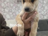 Rhodesian Ridgeback- Schäferhund Mix Welpen