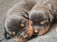 Rottweilerwelpen