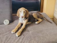 Rudolph ein tolles Kerlchen