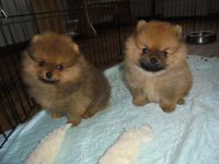Reinrassige Pomeranian-Welpen suchen ein neues Zuhause.