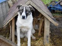 Beethoven möchte lernen zu vertrauen - wer gibt ihm eine Chance?