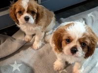 Süße Cavalier King Charles Welpen mit FCI Papieren!