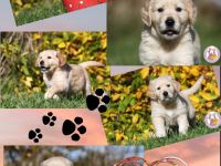 Herzige Golden-Retriever-Welpen aus familiärer Zucht