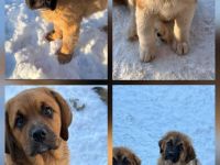 Bernhardiner Berner Sennen Welpen