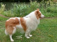 Collie Deckrüde Amerikanische Linie