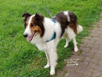 Collie Deckrüde Amerikanische Altdeutsche Linie