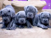 Reinrassige Cane Corso welpen mit VDH/FCI Ahnentafel.