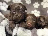Bolonka Zwetna (Schokonasen) mit Ahnentafel