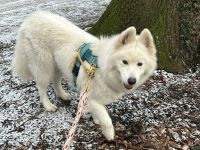 Über Strelka Samojedenhündin 5 Jahre, aktiv, freundlich und verschmust