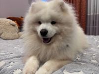 Über Puschkin kleiner Samojedenrüde 1-2 Jahre alt, freundlich, quirlig, kennt Katzen