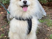 Über Puschkin kleiner Samojedenrüde 1-2 Jahre alt, freundlich, quirlig, kennt Katzen