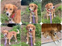 Silvester – ein gut gelaunter Charmeur